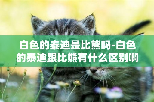 白色的泰迪是比熊嗎-白色的泰迪跟比熊有什么區別啊