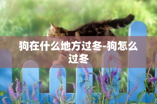 狗在什么地方過冬-狗怎么過冬