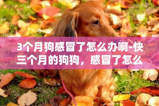 3個月狗感冒了怎么辦啊-快三個月的狗狗，感冒了怎么辦