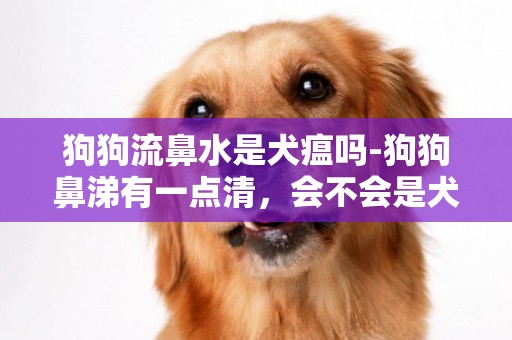狗狗流鼻水是犬瘟嗎-狗狗鼻涕有一點清，會不會是犬瘟
