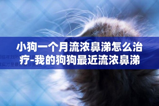 小狗一個月流濃鼻涕怎么治療-我的狗狗最近流濃鼻涕怎么辦