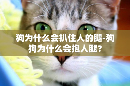 狗為什么會扒住人的腿-狗狗為什么會抱人腿？