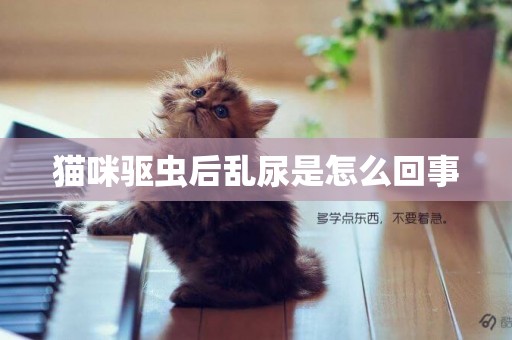 貓咪驅蟲后亂尿是怎么回事