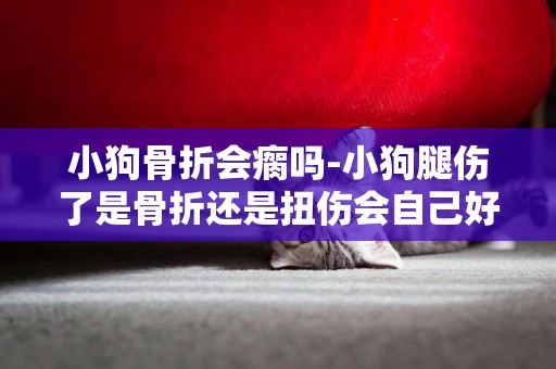 小狗骨折會瘸嗎-小狗腿傷了是骨折還是扭傷會自己好嗎~？