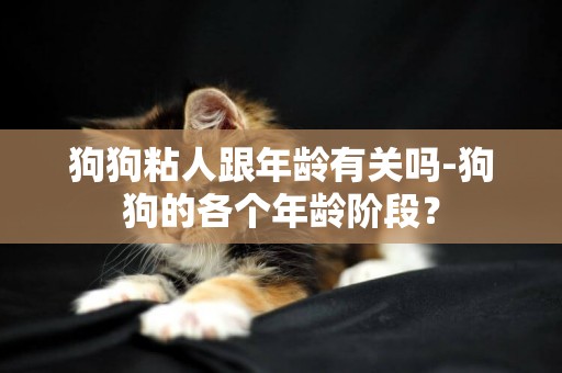 狗狗粘人跟年齡有關嗎-狗狗的各個年齡階段？