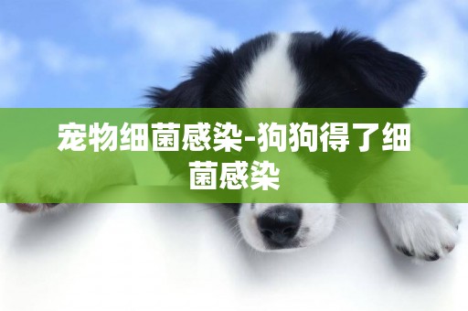 寵物細菌感染-狗狗得了細菌感染