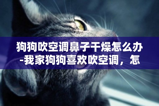 狗狗吹空調鼻子干燥怎么辦-我家狗狗喜歡吹空調，怎么辦？