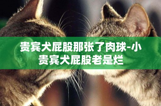 貴賓犬屁股那張了肉球-小貴賓犬屁股老是爛