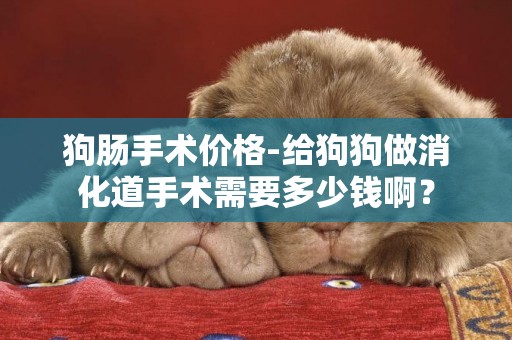 狗腸手術價格-給狗狗做消化道手術需要多少錢啊？