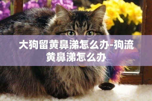 大狗留黃鼻涕怎么辦-狗流黃鼻涕怎么辦