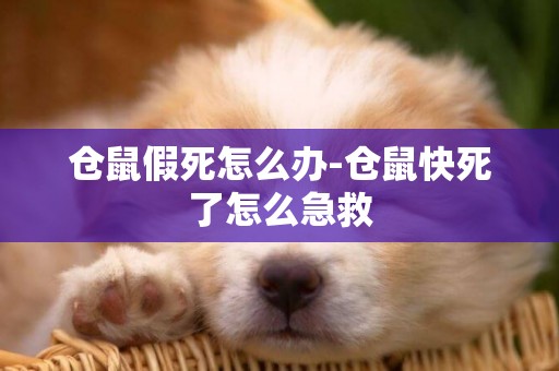 倉鼠假死怎么辦-倉鼠快死了怎么急救
