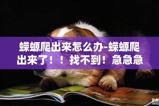 蠑螈爬出來怎么辦-蠑螈爬出來了！！找不到！急急急