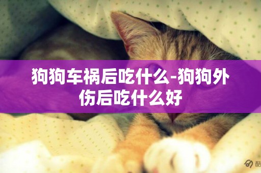 狗狗車禍后吃什么-狗狗外傷后吃什么好