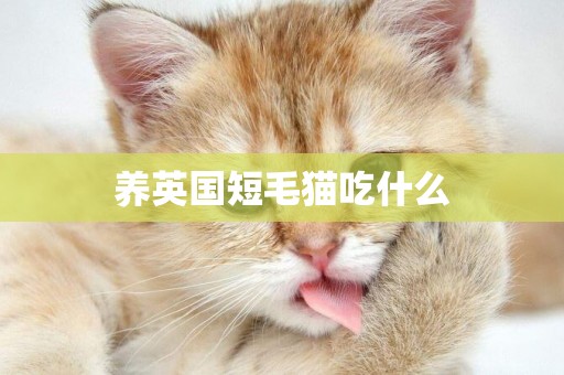 養英國短毛貓吃什么