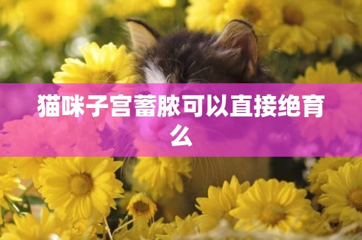 貓咪子宮蓄膿可以直接絕育么