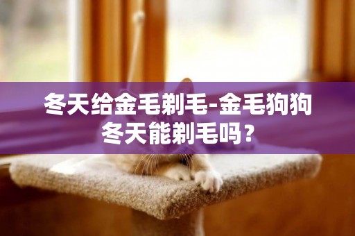 冬天給金毛剃毛-金毛狗狗冬天能剃毛嗎？