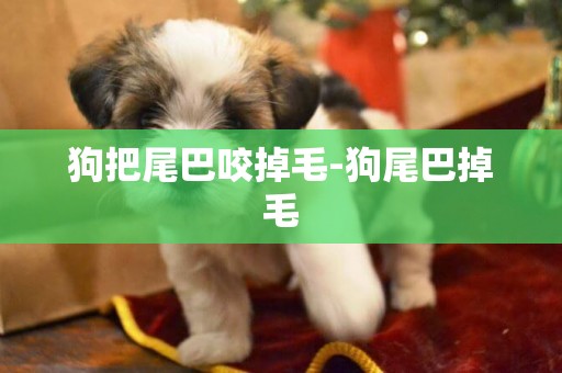 狗把尾巴咬掉毛-狗尾巴掉毛