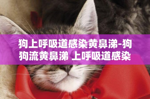 狗上呼吸道感染黃鼻涕-狗狗流黃鼻涕 上呼吸道感染