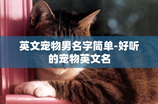 英文寵物男名字簡單-好聽的寵物英文名