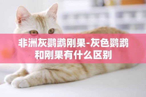 非洲灰鸚鵡剛果-灰色鸚鵡和剛果有什么區別