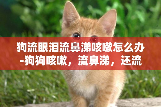 狗流眼淚流鼻涕咳嗽怎么辦-狗狗咳嗽，流鼻涕，還流眼淚