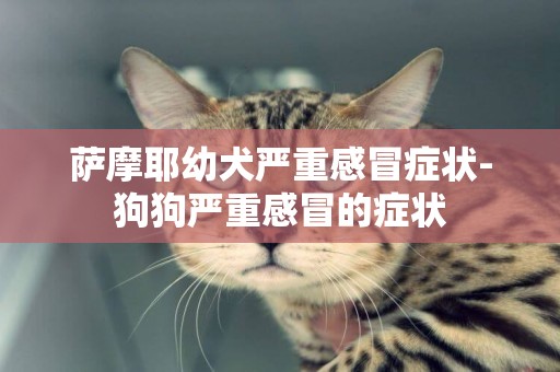 薩摩耶幼犬嚴重感冒癥狀-狗狗嚴重感冒的癥狀