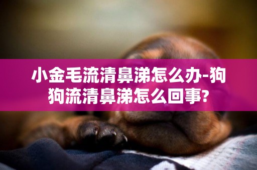 小金毛流清鼻涕怎么辦-狗狗流清鼻涕怎么回事?