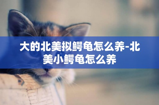 大的北美擬鱷龜怎么養-北美小鱷龜怎么養