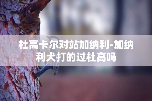 杜高卡爾對站加納利-加納利犬打的過杜高嗎