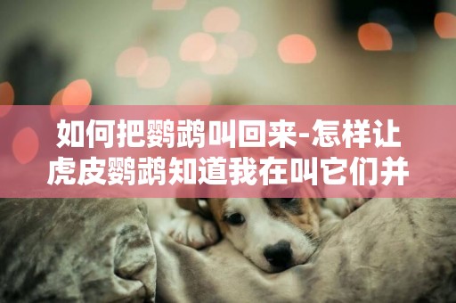 如何把鸚鵡叫回來-怎樣讓虎皮鸚鵡知道我在叫它們并飛回來?