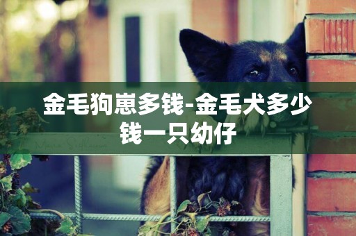 金毛狗崽多錢-金毛犬多少錢一只幼仔