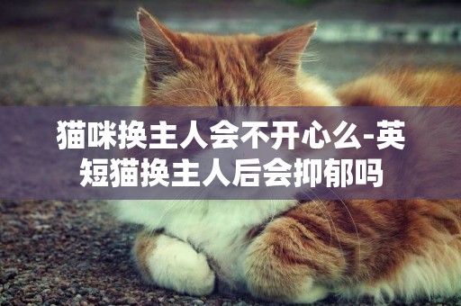 貓咪換主人會不開心么-英短貓換主人后會抑郁嗎