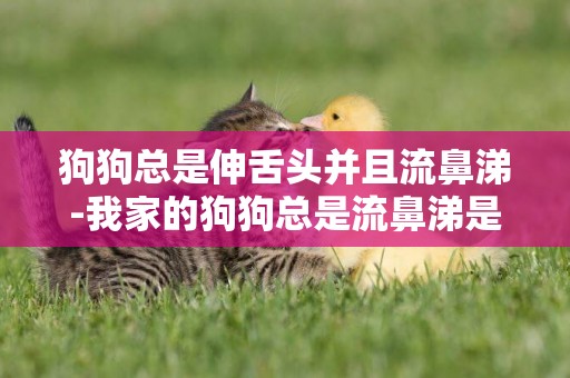 狗狗總是伸舌頭并且流鼻涕-我家的狗狗總是流鼻涕是怎么回事？