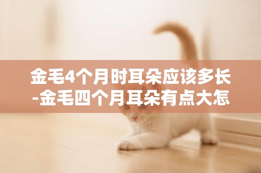 金毛4個月時耳朵應該多長-金毛四個月耳朵有點大怎么辦