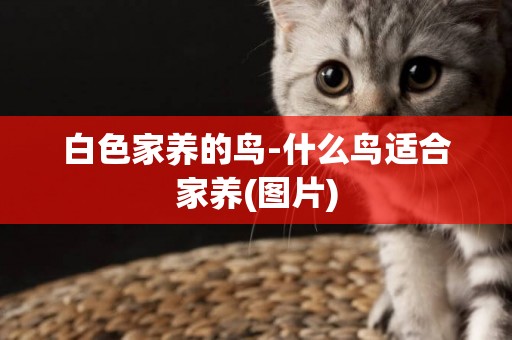 白色家養的鳥-什么鳥適合家養(圖片)