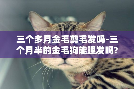 三個多月金毛剪毛發嗎-三個月半的金毛狗能理發嗎?