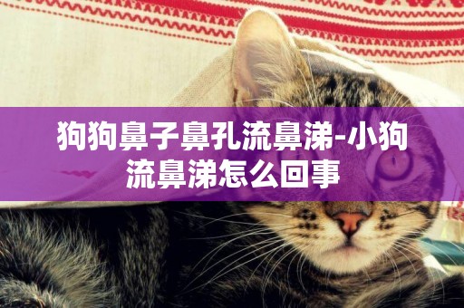 狗狗鼻子鼻孔流鼻涕-小狗流鼻涕怎么回事