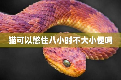 貓可以憋住八小時不大小便嗎