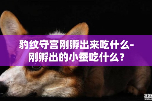豹紋守宮剛孵出來吃什么-剛孵出的小蠶吃什么？