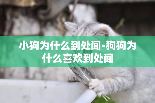 小狗為什么到處聞-狗狗為什么喜歡到處聞