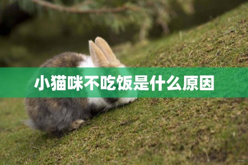 小貓咪不吃飯是什么原因