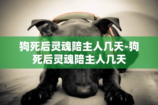 狗死后靈魂陪主人幾天-狗死后靈魂陪主人幾天