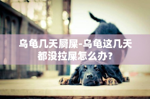 烏龜幾天屙屎-烏龜這幾天都沒拉屎怎么辦？