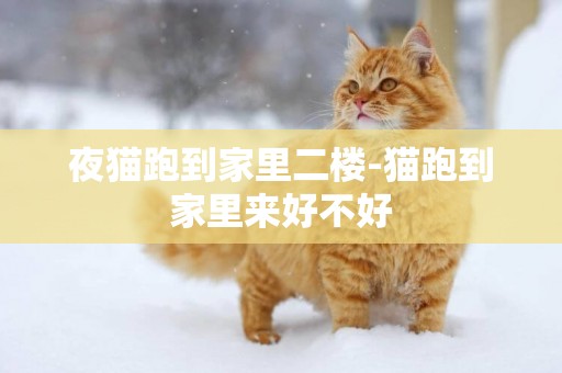 夜貓跑到家里二樓-貓跑到家里來好不好