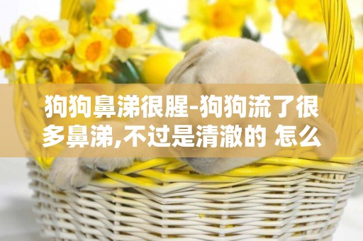 狗狗鼻涕很腥-狗狗流了很多鼻涕,不過是清澈的 怎么辦