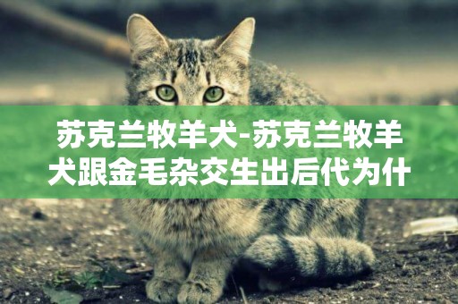 蘇克蘭牧羊犬-蘇克蘭牧羊犬跟金毛雜交生出后代為什是黑毛