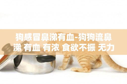 狗感冒鼻涕有血-狗狗流鼻涕 有血 有濃 食欲不振 無力