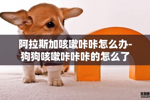 阿拉斯加咳嗽咔咔怎么辦-狗狗咳嗽咔咔咔的怎么了