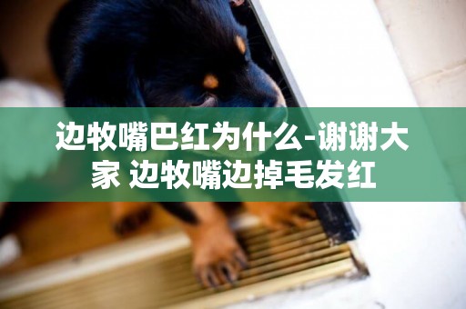 邊牧嘴巴紅為什么-謝謝大家 邊牧嘴邊掉毛發紅