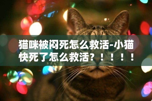 貓咪被悶死怎么救活-小貓快死了怎么救活？！！！！！！